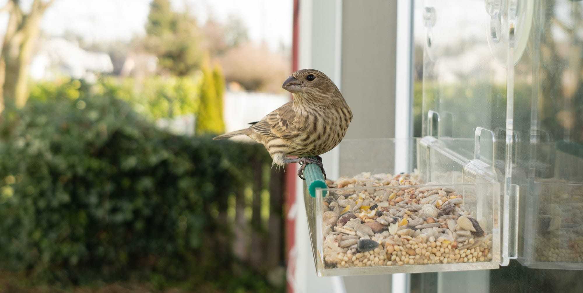 Wild Bird Lands Window Feeder Outdoor Urban Wildlife